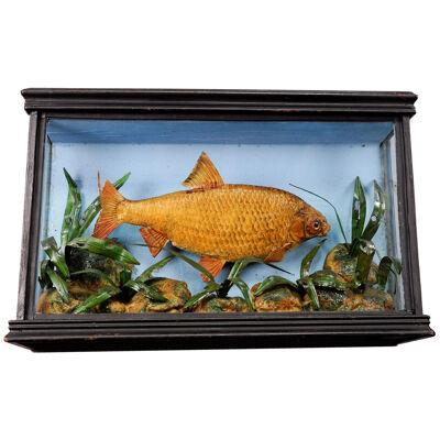 Antique Fish Taxidermy Glass Showcase with Bream ca. 1900