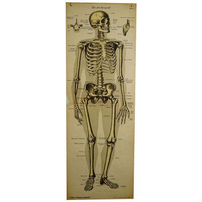 Antique Anatomical Wall Chart Depicting the Human Skeleton